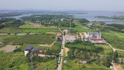 经济微观察 发展惠民生｜蕲春：“果园经济”为乡村振兴添活力