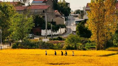 引入工业化思维把田间变车间  传统产棉大县新洲区“重出江湖”