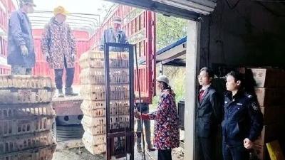 “别慌，我们在！”——罗田县法院匡河法庭深夜鸡场执行记