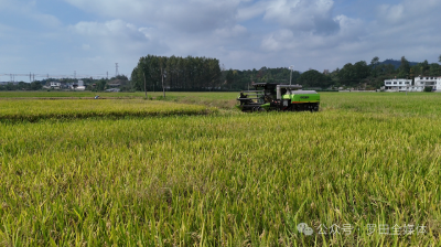罗田县粮食总产量实现连丰