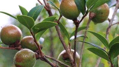 村庄兴 产业旺 农民富 ——从三个案例看乡村振兴中的“黄师力量”