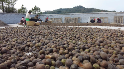 政府推动 企业拉动 能人带动——四望镇万亩油茶富农家