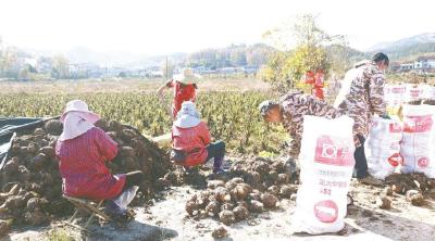 英山县温泉镇大力发展香芋特色种植