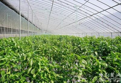 全链发力造就富民产业  麻城福白菊品牌价值达72.81亿元