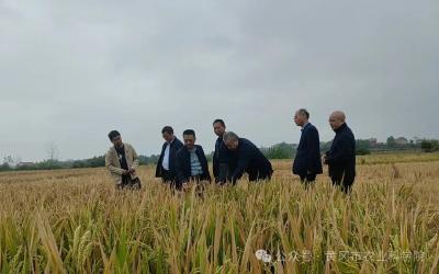 院士选育品种“中嘉早17”黄冈示范片喜获丰收