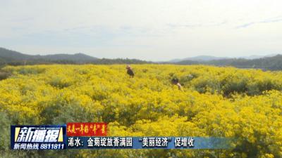 又是一年好“丰”景｜浠水：金菊绽放香满园 “美丽经济”促增收
