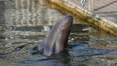 荆州：守护一江碧水绘就生态画卷