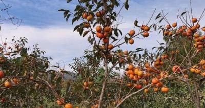 11月4日 早！黄冈 |大别山民歌会举行◆创新型中小企业再添6家