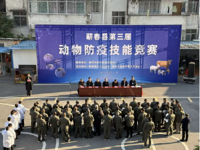 给猪打疫苗、给鸡采血——蕲春举办第三届动物防疫技能竞赛