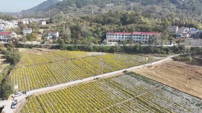 聚力建支点 返乡创业时丨“菊花姐姐”彭秋华：一朵菊花开出“共富花”