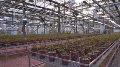 经济微观察 发展惠民生｜大别山兰花产业园：朵朵兰花绘就产业振兴新蓝图