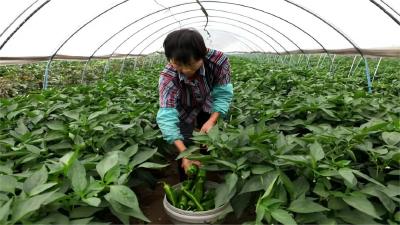 全国主要农产品加工转化率达到75%