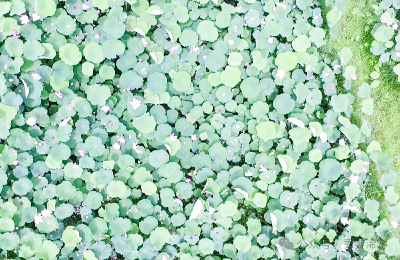 一根根莲藕，串起乡村振兴的产业链