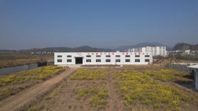 经济微观察 发展惠民生｜红安：一朵野菊花串起“种产销”链 