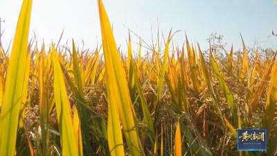 黄州区：聚力耕耘“十四五”   筑牢粮食安全根基迎丰收