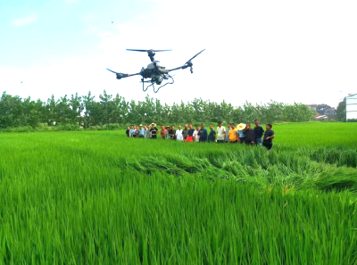 公安县国家制种基地稳丰收 “垄上学堂”助力中国碗装更多优质粮