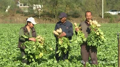 河铺镇林家咀村：小萝卜“撬动”乡村振兴大产业