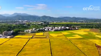 全国秋粮收购超1亿吨