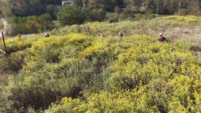 经济微观察 发展惠民生｜黄冈：“花经济”助力乡村振兴
