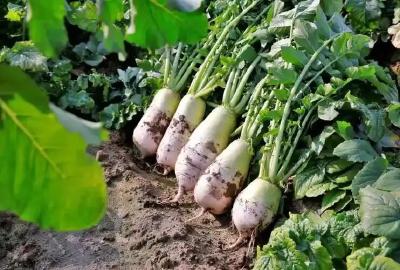 “黄州萝卜”喜提国字号“身份证”——向标准化、品牌化、高附加值方向持续迈进