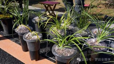 大别山兰花产业园：百种名贵兰花引客来