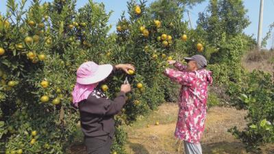 在希望的田野上丨蔬果飘香产业兴 绘就冬日好“丰”景  