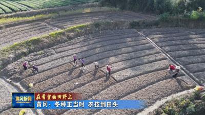 在希望的田野上｜ 黄冈：冬种正当时 农技到田头
