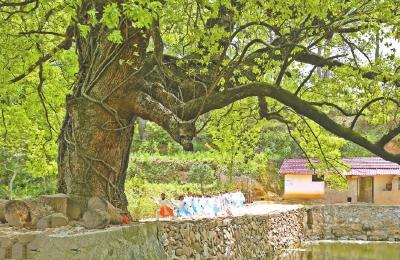 黄州区检察院守护古树“活化石”