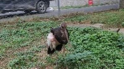 黄州区成功救助国家一级保护动物黑鹳