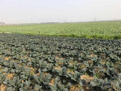 青年博士田垄开讲 大屏幕跳动的数据成“教具”