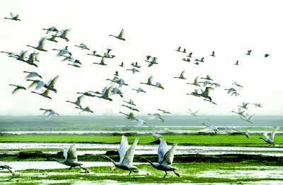 12月9日 早！黄冈 | 新能源巡游出租车亮相 ◆ 绿色标杆！2单位入选全国名单