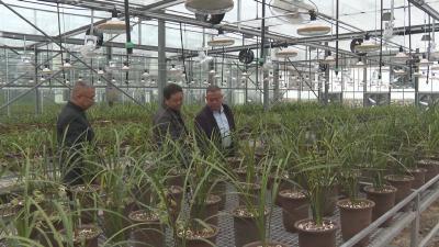 经济微观察 发展惠民生｜ 罗田：从一株草到一条链 兰花产业香飘致富路
