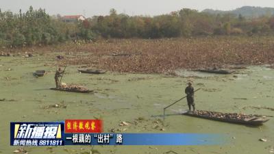 经济微观察｜一根藕的“出村”路