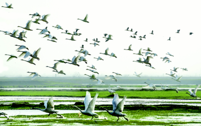 龙感湖迎来候鸟迁徙高峰 已达8.5万只