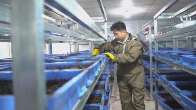 聚力建支点 回乡创业时丨博士返乡 “养虫记”：黑水虻 “啃” 出乡村振兴新路径