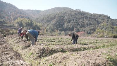在希望的田野上｜浠水：巧开新“药方” 开辟乡村“致富路”