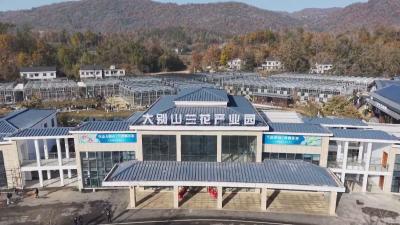 绿色发展的黄冈答卷 罗田：以兰为媒 绘就生态富民新画卷