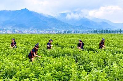 专治“久坐”“屏幕眼”  “时珍养生操”在蕲春发布