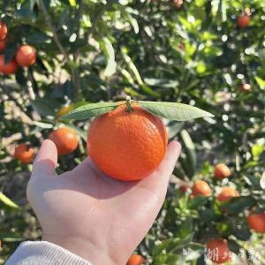 蕲春：“柑”甜多汁，这“橘”成了！