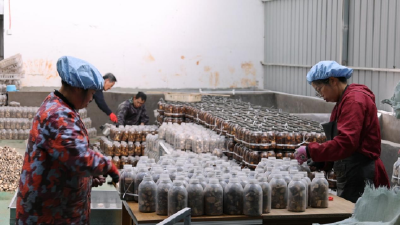 全链条布局菌种产业  籽繁菌生物科技公司为乡村振兴注入新动能 