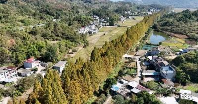 罗田县匡河镇碧水湾村：  绘就生态画卷 走好振兴之路