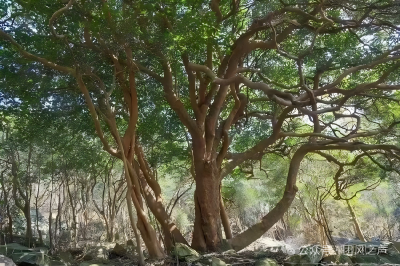茶乡烟火气，留住回头客