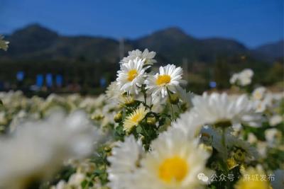 麻城地标珍品江城绽放光彩——“福菊宴”香飘湖北地理标志新春嘉年华