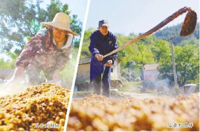 麻城古村父子坚守传统技艺  “吊酒”香飘乡村振兴路