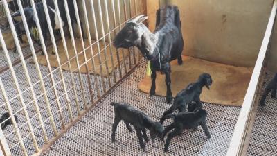 在希望的田野上｜ 创高产新纪录 麻城黑山羊成功产下七胞胎