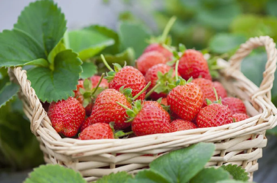 草莓结出乡村振兴“致富果”