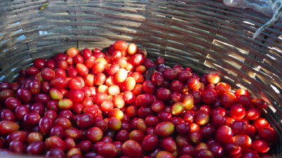 走出一条从“论吨卖”到“论杯品”的产业跃升之路  “云咖”升链