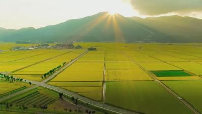 浠水36万亩稻田开犁