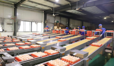 湖北日报关注浠水：一枚小鸡蛋 百亿大产业 