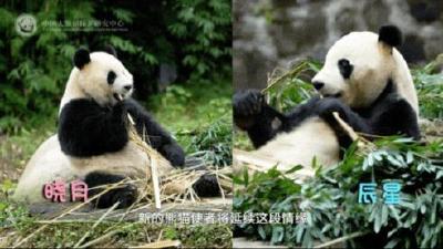 旅马大熊猫“辰星”“晓月”正式与公众见面